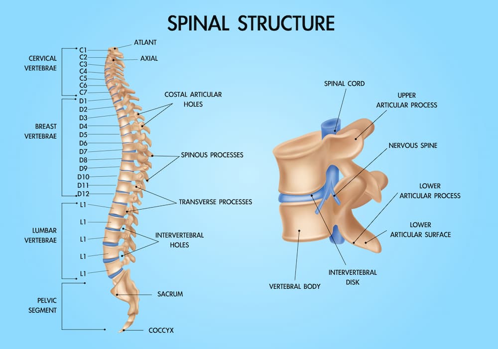 Spine Anatomy Realistic Chart