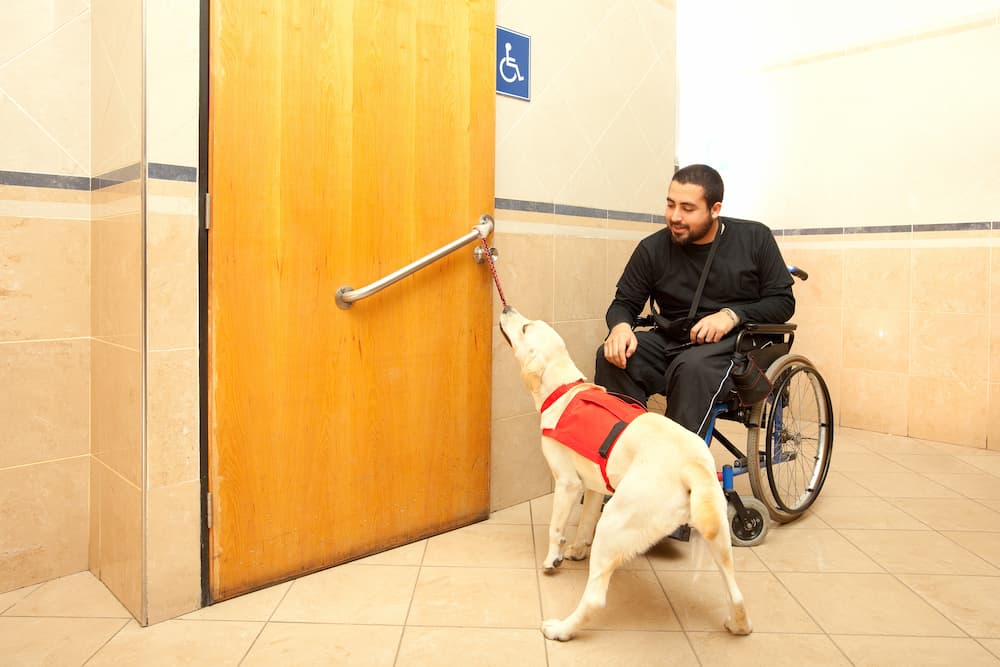 Animals helping humans with disabilities - Rolstoel