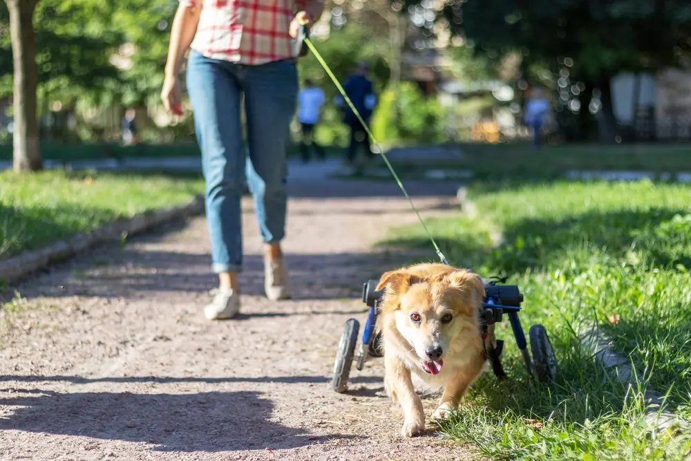 Dog in wheelchair walking with its owner