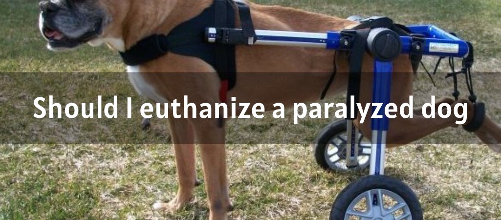 should i euthanize a paralyzed dog