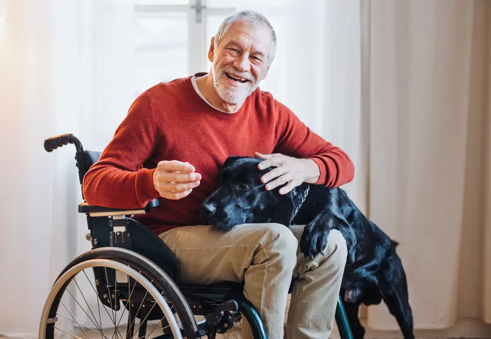 A disabled senior man in wheelchair indoors playing with dog