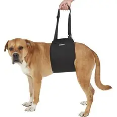 Chewy dog carrier