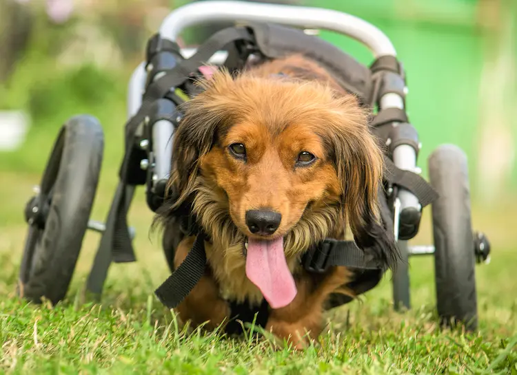 Disabled dachshund in a wheelchair