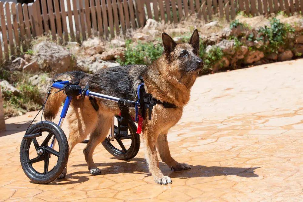 Dog wheelchair