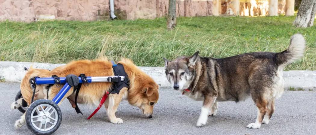dog wheelchairs for back legs