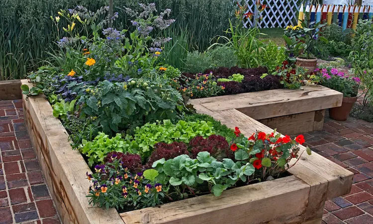 Raised vegetable garden with Borage, tomatoes, lettuce