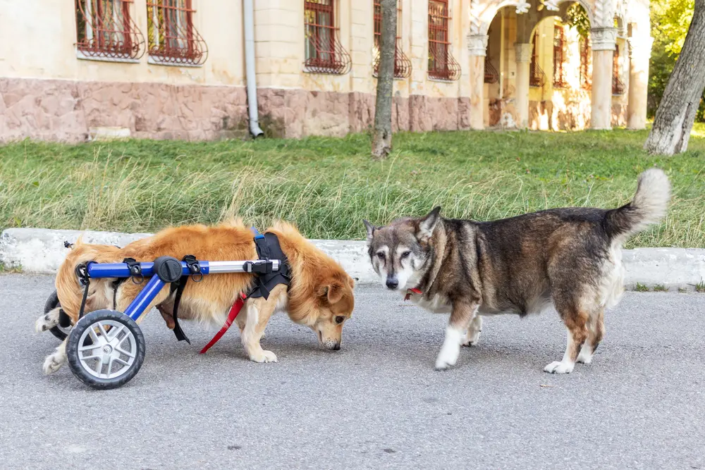 Two old dogs, one of them in a wheelchair